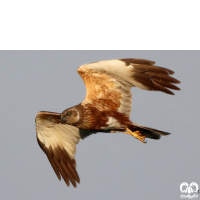 گونه سنقر تالابی Western Marsh Harrier